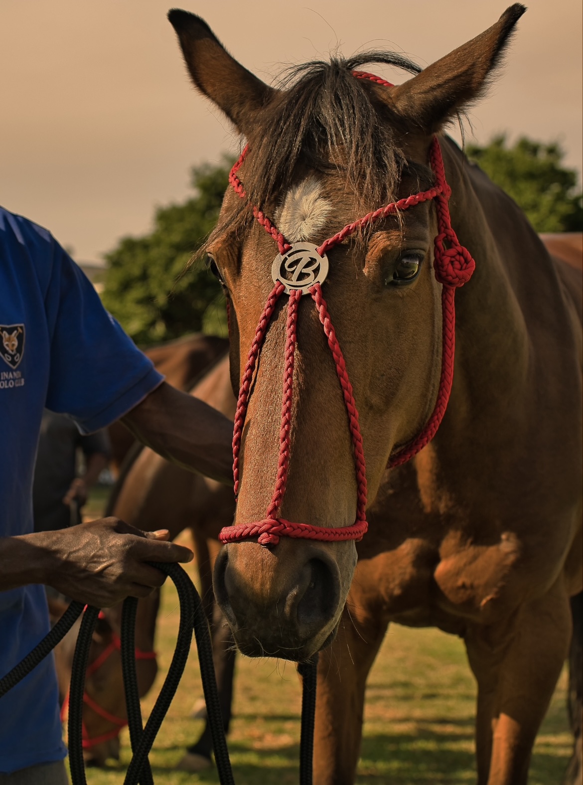From South Africa To The World Rutland Ridge Halters — PoloHUB