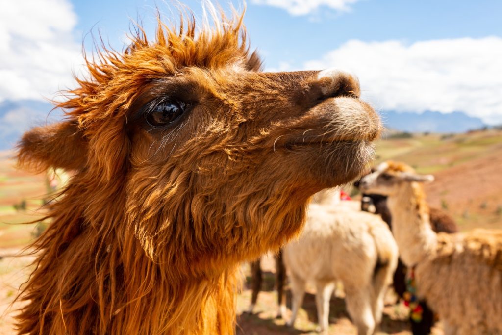Día Nacional de la Alpaca: conoce su importancia para Perú y por qué su lana  es apreciada